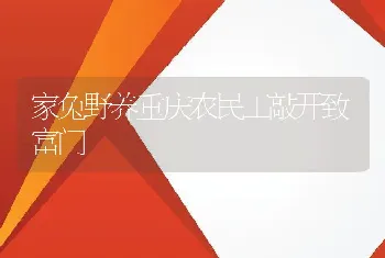 家兔野养重庆农民工敲开致富门