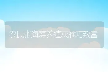 农民张海寿养殖灰雁巧致富