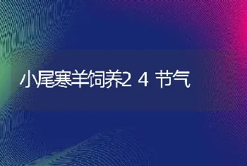 小尾寒羊饲养24节气