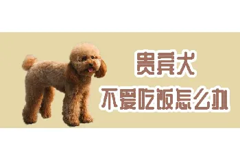 贵宾犬不爱吃饭怎么办