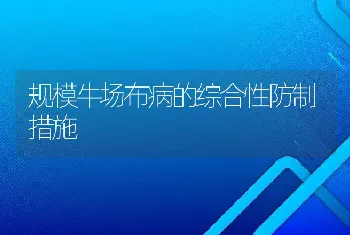 规模牛场布病的综合性防制措施