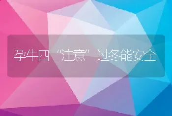 孕牛四“注意”过冬能安全