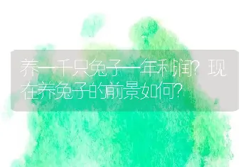 养一千只兔子一年利润？现在养兔子的前景如何？