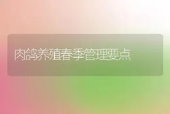 肉鸽养殖春季管理要点