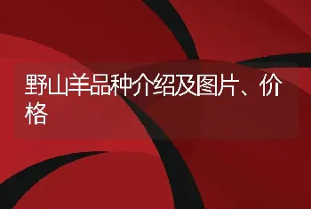 野山羊品种介绍及图片、价格