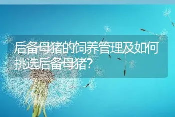 后备母猪的饲养管理及如何挑选后备母猪？