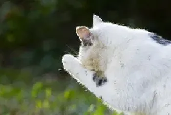 尿液指示猫咪疾病,从尿液判断猫咪的身体状况!