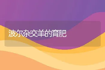 波尔杂交羊的育肥