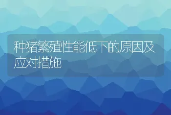 种猪繁殖性能低下的原因及应对措施