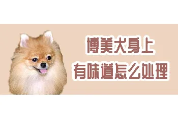 博美犬身上有味道怎么处理