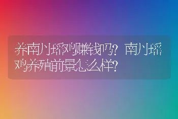 养南丹瑶鸡赚钱吗？南丹瑶鸡养殖前景怎么样？