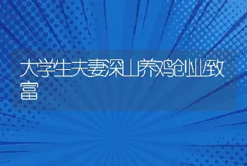 大学生夫妻深山养鸡创业致富