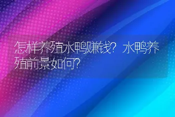 怎样养殖水鸭赚钱？水鸭养殖前景如何？