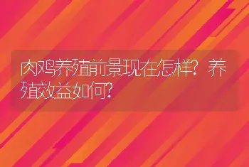 肉鸡养殖前景现在怎样?养殖效益如何?