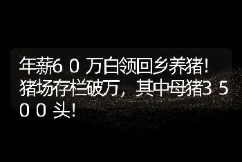 年薪60万白领回乡养猪！猪场存栏破万，其中母猪3500头！