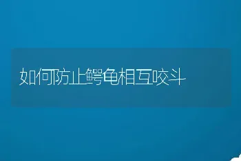 狗的春季健康护理