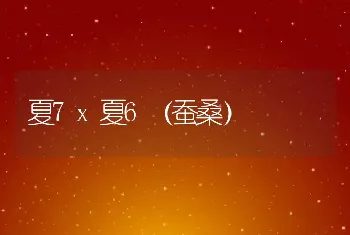 夏7x夏6（蚕桑）