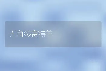 无角多赛特羊