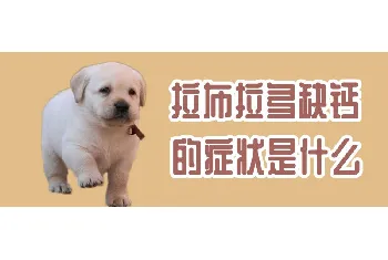 拉布拉多缺钙的症状是什么