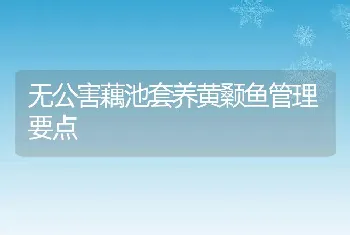 无公害藕池套养黄颡鱼管理要点