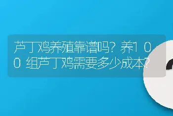 芦丁鸡养殖靠谱吗？养100组芦丁鸡需要多少成本?