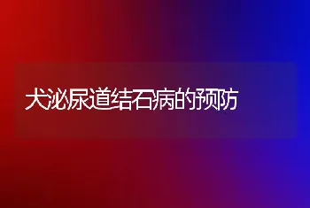 犬泌尿道结石病的预防