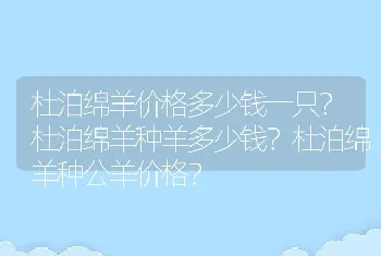 杜泊绵羊价格多少钱一只？杜泊绵羊种羊多少钱？杜泊绵羊种公羊价格？