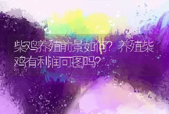 柴鸡养殖前景如何？养殖柴鸡有利润可图吗？