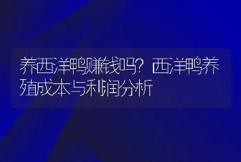 养西洋鸭赚钱吗？西洋鸭养殖成本与利润分析