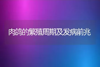 肉鸽的繁殖周期及发病前兆