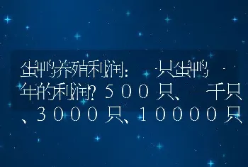 蛋鸭养殖利润：一只蛋鸭一年的利润？