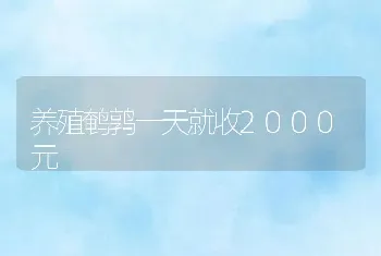 养殖鹌鹑一天就收2000元