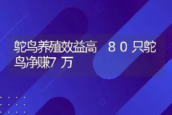 鸵鸟养殖效益高 80只鸵鸟净赚7万