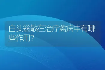 白头翁散在治疗禽病中有哪些作用？