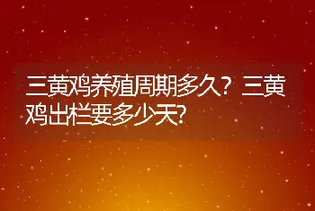 三黄鸡养殖周期多久？三黄鸡出栏要多少天?