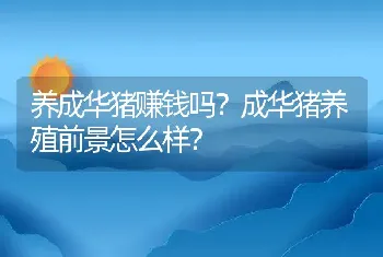 养成华猪赚钱吗？成华猪养殖前景怎么样？