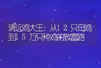 清远鸡大王：从12只母鸡到15万只种鸡的致富路