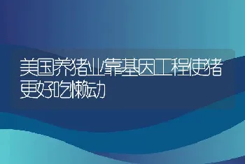 美国养猪业靠基因工程使猪更好吃懒动