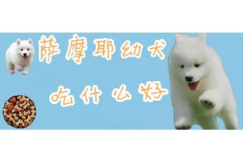 萨摩耶幼犬吃什么好