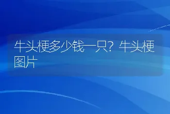 牛头梗多少钱一只？牛头梗图片