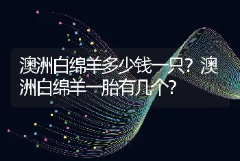 澳洲白绵羊多少钱一只？澳洲白绵羊一胎有几个？