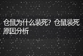 仓鼠为什么装死？仓鼠装死原因分析