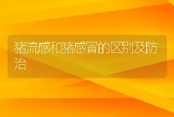 猪流感和猪感冒的区别及防治