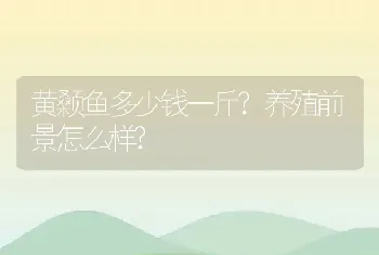 黄颡鱼多少钱一斤?养殖前景怎么样?