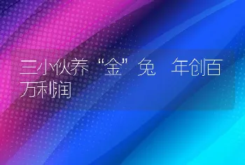 三小伙养“金”兔 年创百万利润