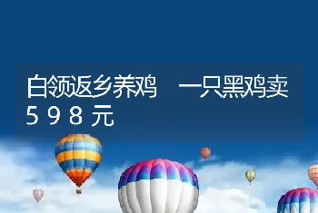 白领返乡养鸡 一只黑鸡卖598元