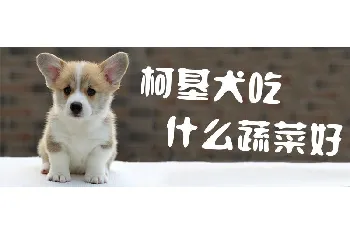 柯基犬吃什么蔬菜好