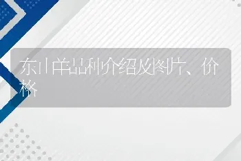 东山羊品种介绍及图片、价格