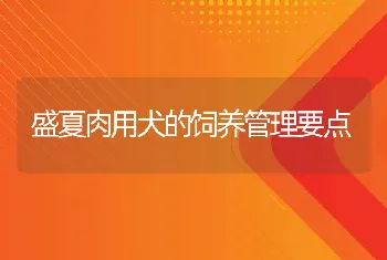 盛夏肉用犬的饲养管理要点