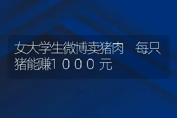 女大学生微博卖猪肉 每只猪能赚1000元